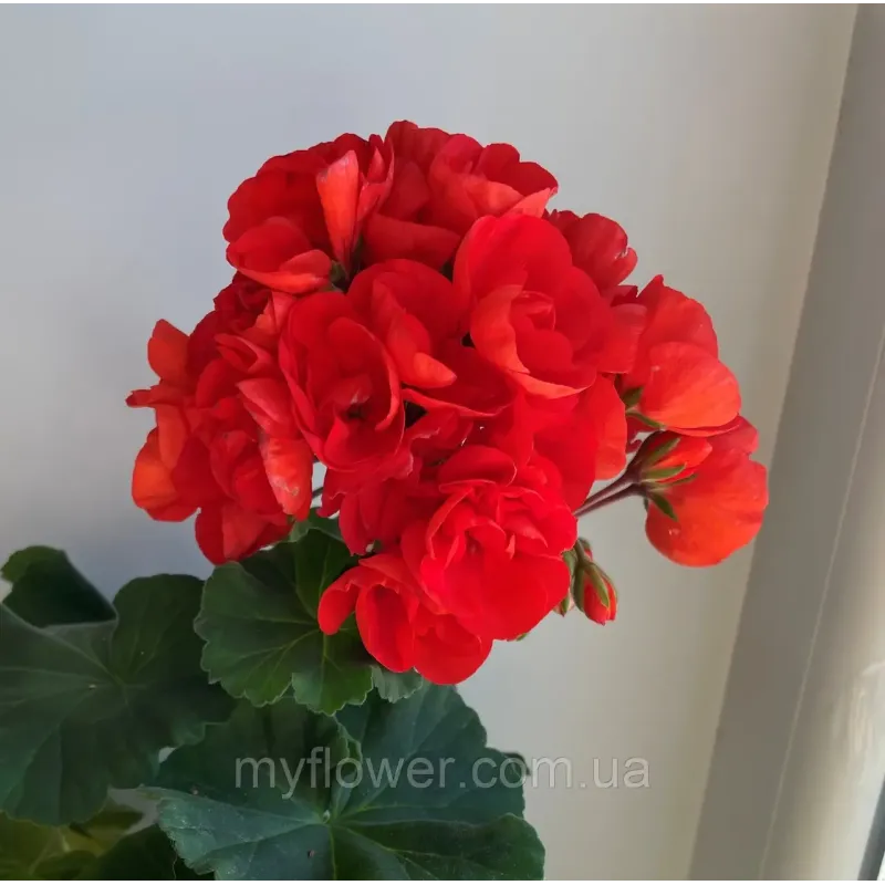 Пеларгонія Ainsdale Duke