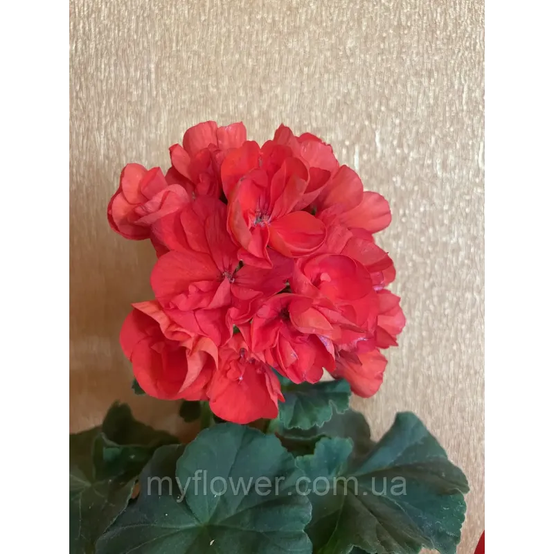 Пеларгонія Ainsdale Duke