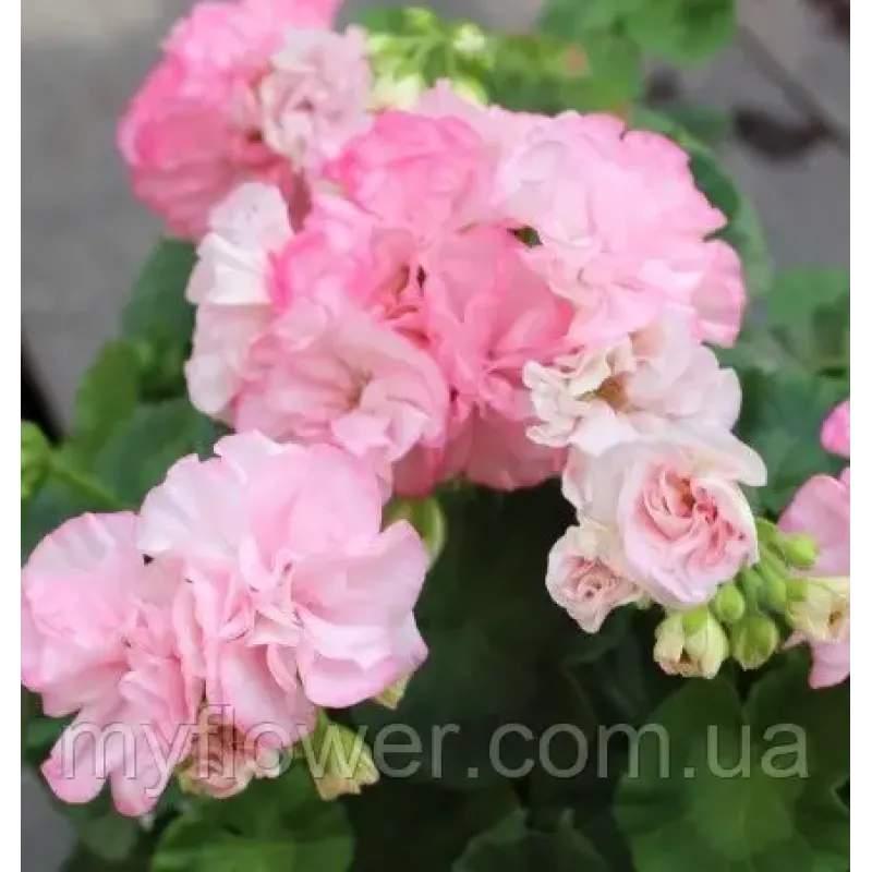 Пеларгонія Bold Diamond Wedding