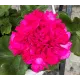 Пеларгонія Bold Minstrel