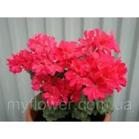 Пеларгонія Brookside Flamenco