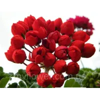 Пеларгонія Conny