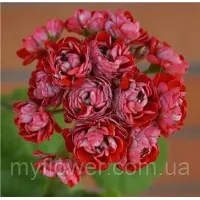 Розебудна пеларгонія Cook`s Scarlet And White