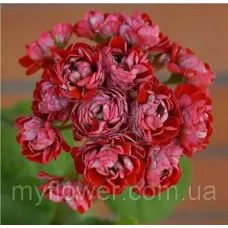 Розебудна пеларгонія Cook`s Scarlet And White