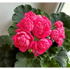 Пеларгонія Dynasty Daji