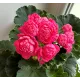 Пеларгонія Dynasty Daji