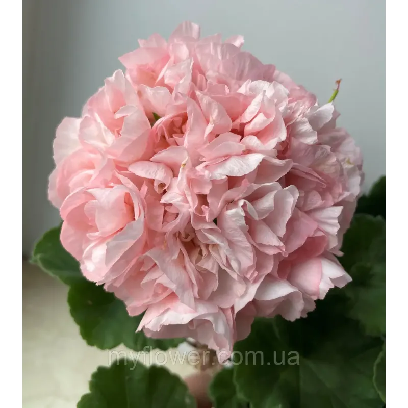 Пеларгонія Edwards Elegance