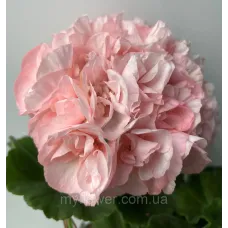 Пеларгонія Edwards Elegance