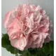Пеларгонія Edwards Elegance