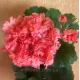 Пеларгонія Fluffy