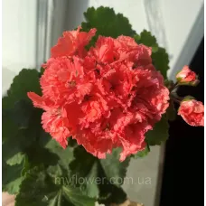 Пеларгонія Fluffy