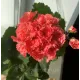 Пеларгонія Fluffy
