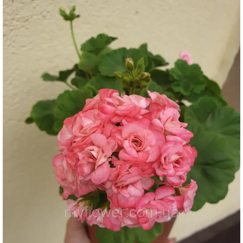 Пеларгонія Grainger's Antique Rose