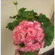 Пеларгонія Grainger's Antique Rose