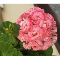 Пеларгонія Grainger's Antique Rose