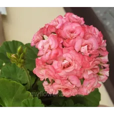 Пеларгонія Grainger's Antique Rose