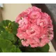 Пеларгонія Grainger's Antique Rose