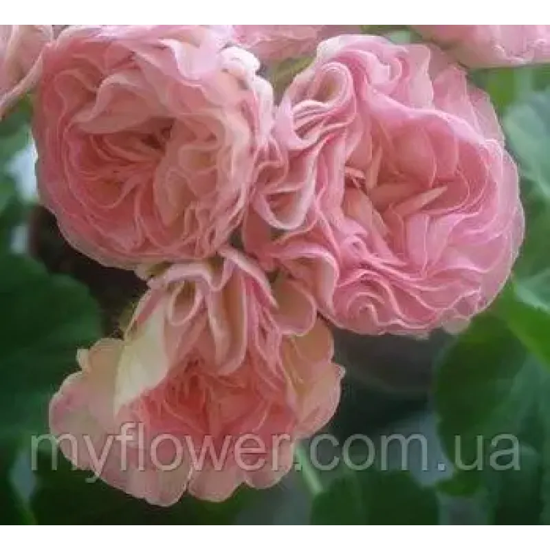 Пеларгонія Kvarnlyckans Anna-Jeanette
