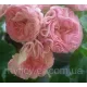 Пеларгонія Kvarnlyckans Anna-Jeanette