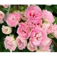 Пеларгонія Kvarnlyckans Anna-Jeanette