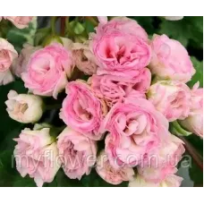 Пеларгонія Kvarnlyckans Anna-Jeanette