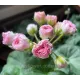 Пеларгонія Kvarnlyckans Anna-Jeanette
