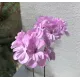Пеларгонія Lara Dora Price