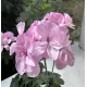 Пеларгонія Lara Dora Price