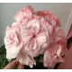 Пеларгонія Леона Галактика