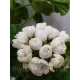 Пеларгонія Marbacka Tulpan