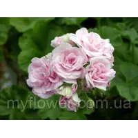 Пеларгонія Millfield Rose Ivy-гібрид
