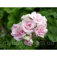 Пеларгонія Millfield Rose Ivy-гібрид