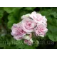 Пеларгонія Millfield Rose Ivy-гібрид