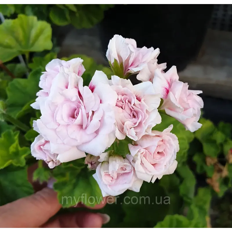 Пеларгонія Millfield Rose Ivy-гібрид