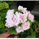 Пеларгонія Millfield Rose Ivy-гібрид