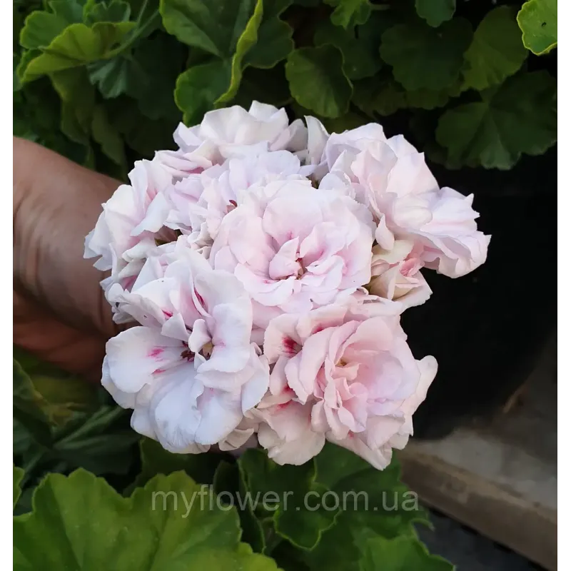 Пеларгонія Millfield Rose Ivy-гібрид