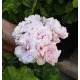 Пеларгонія Millfield Rose Ivy-гібрид