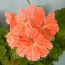 Пеларгонія Minah's Cascade