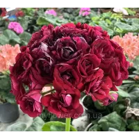 Пеларгонія Monseruds Rosen