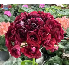 Пеларгонія Monseruds Rosen