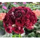 Пеларгонія Monseruds Rosen