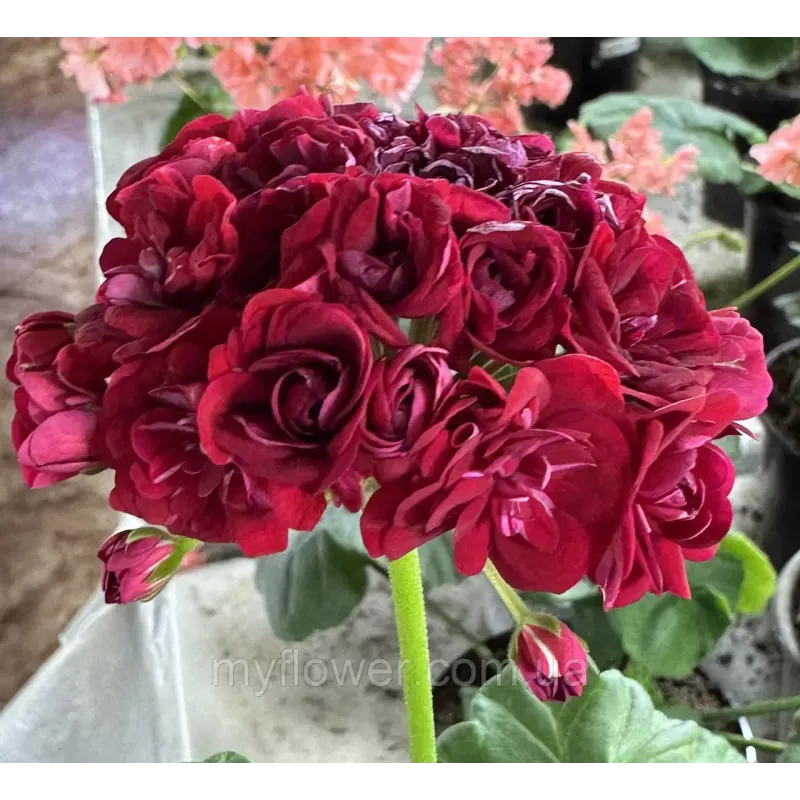 Пеларгонія Monseruds Rosen