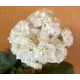Пеларгония ОЧ-Madpearl White