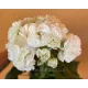 Пеларгония ОЧ-Madpearl White
