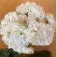 Пеларгония ОЧ-Madpearl White