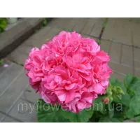 Пеларгонія Odensjö Symfonia