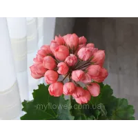 Пеларгонія Patricia Andrea