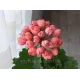 Пеларгонія Patricia Andrea