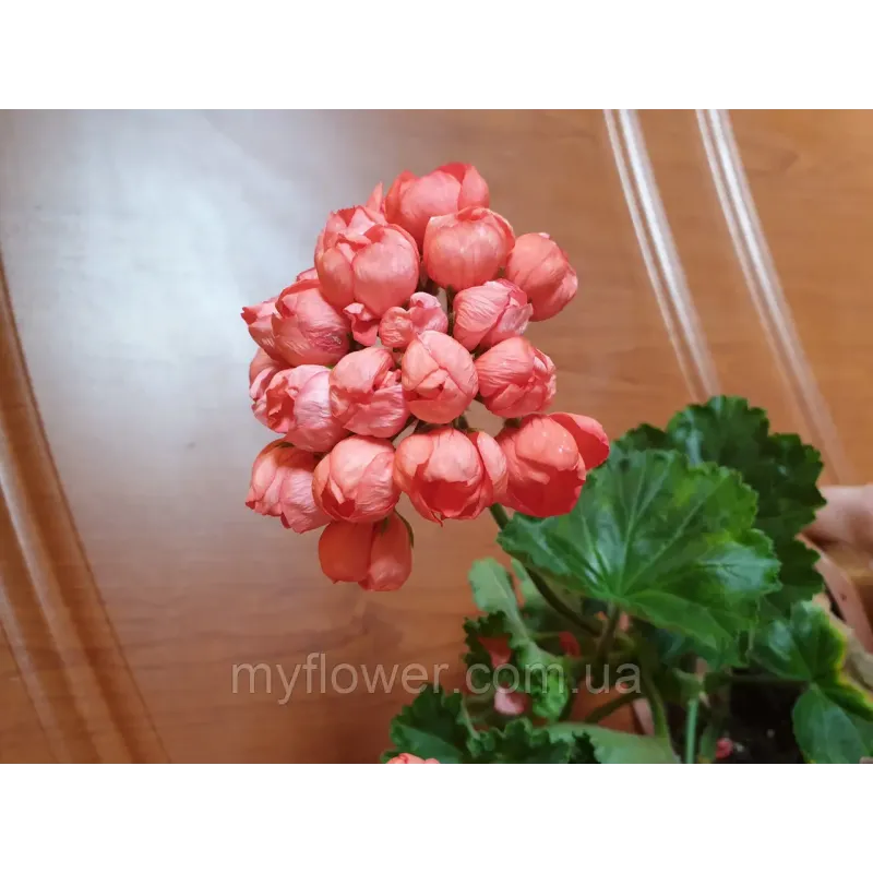 Пеларгонія Patricia Andrea