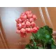 Пеларгонія Patricia Andrea